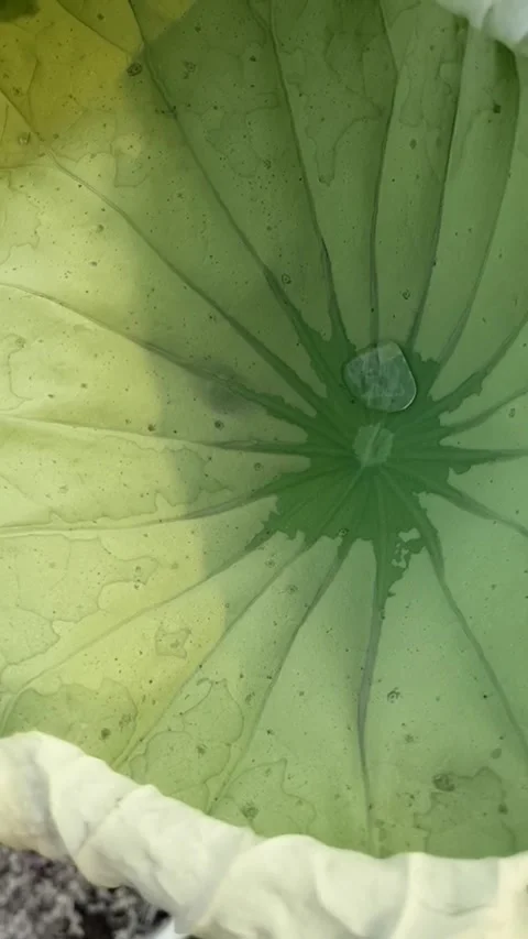 Slow motion of water on lotus leaf 動画素材 219950031