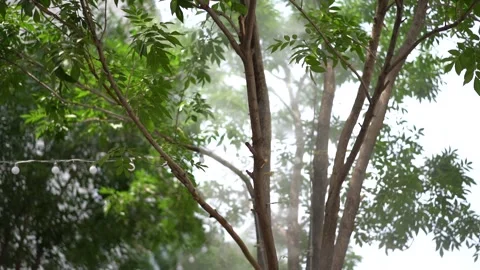 Slow motion Water Mist Machine street tree B Stock Footage 151154005