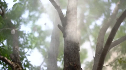 Slow motion Water Mist Machine street tree C Stock Footage 151154018