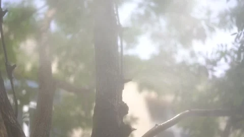 Slow motion Water Mist Machine street tree E Stock Footage 151154711