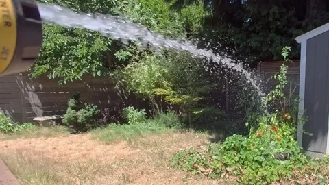 Slow Motion water nozzle hydrating tomato plants 库存影片 340449658
