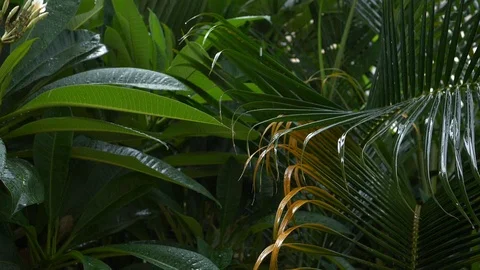 Slow motion, water rain drop on greenery leaf tree evergreen nature Stock Footage 93778765