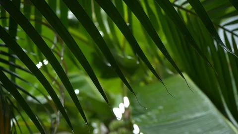Slow motion, water rain drop on green leaf tree in rainforest Stock Footage 93779310