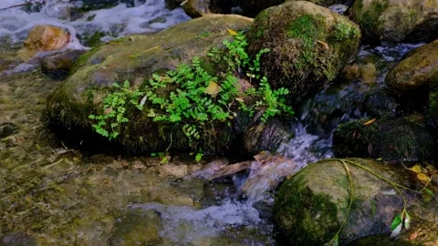 Slow motion of the water of a river passing through the stones. Stock Footage