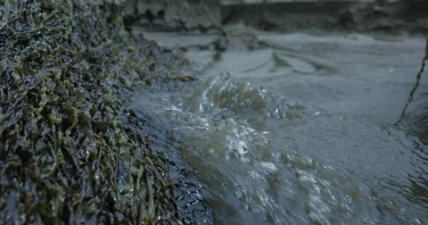 Slow Motion Water Rushing Over Seaweed Video stock 70909947
