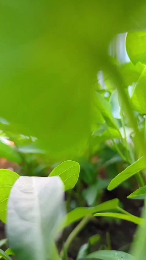 Slow Motion Water Spinach in Rooftop Garden Stock Footage 289222457