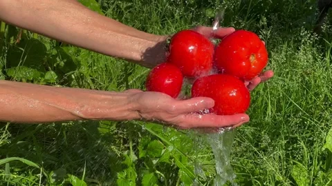 Slow Motion Water Splashing Over Fresh Homegrown Tomatoes in Hands Stock Footage 346755211