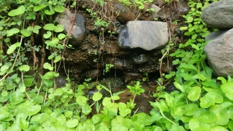 Slow motion of a water spring dripping down a cliff wall surrounded by green Video stock 320981125