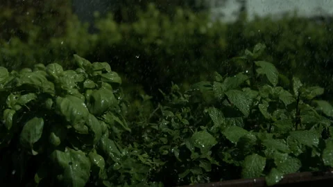 Slow Motion of Water Sprinkling on Bushels of Herbs Stock Footage 270387053