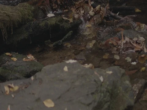Slow motion water stream rocks leaves fall time Stock Footage 81142118