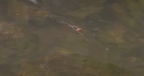 Slow motion Water strider darts over the surface Stock Footage 335388573