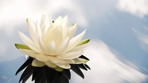 Slow motion of water waves and sky reflection on surface with white lotus flower Stock Footage 142250746