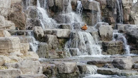 Slow Motion Waterfall and Ducks Stock Footage 120670000