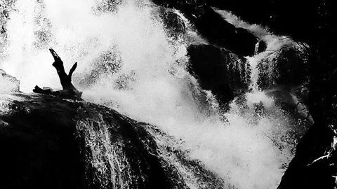 Slow Motion Waterfall in Dark Jungle with Branch Silhouette, Black and White Cin Stock Footage 326225364