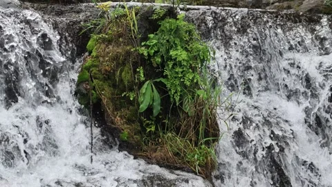 Slow Motion Waterfall With Moss and Fern Center 스톡 동영상 345977965