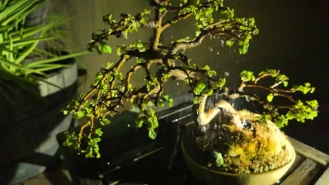 Slow Motion Watering Bonsai Tree With Water Droplets in 4K Stock Footage 338364979