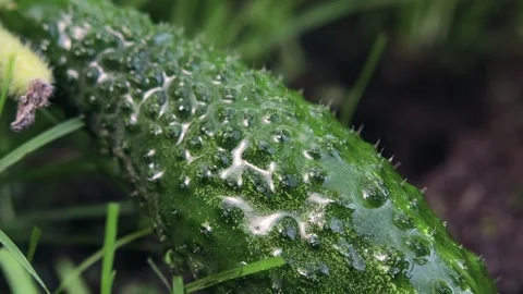 Slow motion watering cucumbers with pimples with water Stock Footage 138850243