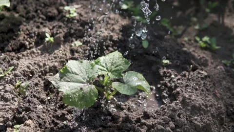 Slow-motion watering seedlings of courgette on a bed of watering cans Stock Footage 134675119