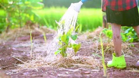 Slow motion watering the tree in garden of organic farm agriculture 動画素材 162630940