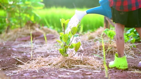 Slow motion watering the tree in garden of organic farm agriculture Vídeos de archivo 162630941