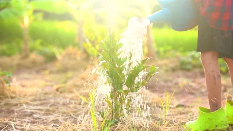 Slow motion watering the tree in garden of organic farm agriculture 動画素材 162631239