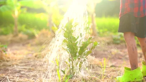 Slow motion watering the tree in garden of organic farm agriculture Stock Footage 162631253