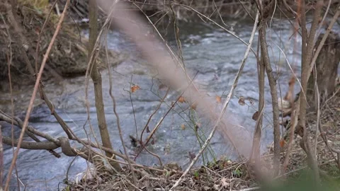 Slow motion watery river stream flowing between trees and bushes in the forest Stock Footage 252957213