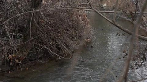 Slow motion watery river stream flowing between trees and bushes in the forest Stock-Footage 252957217