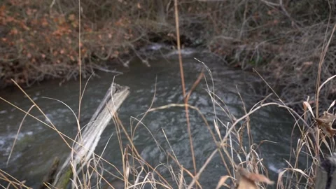 Slow motion watery river stream flowing between trees and bushes in the forest Stock Footage 252957224