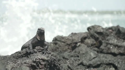 SLOW MOTION Wave breaking behind an iguana in the Galapagos Islands Stock Footage 155028841