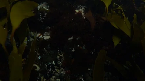 Slow motion of a wave breaking over a seaweed covered reef 動画素材 127656230