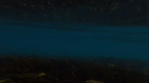 Slow motion of a wave breaking over a seaweed-covered reef 動画素材 128188043