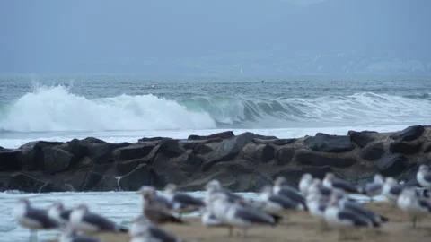 Slow motion - Waves break on jetty with gulls in foreground Video stock 282766516