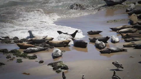 Slow motion waves crash on sun bathing beaching harbor seals Stock Footage 130877896