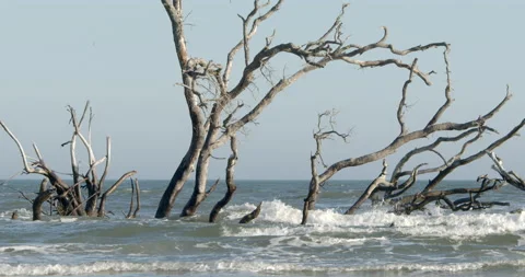 Slow motion of waves crashing over driftwood Stock Footage 168375495