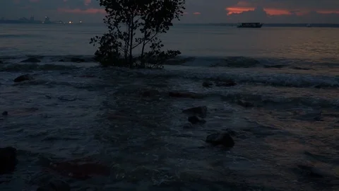 Slow motion of waves hitting a tree and rocks at beach side during sunset Stock Footage 99809961