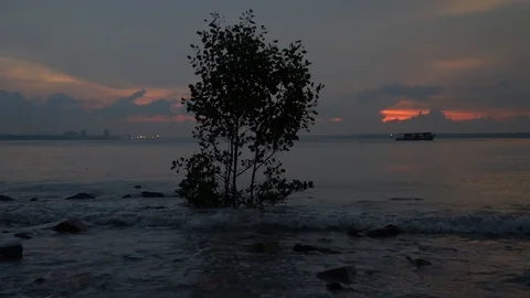 Slow motion of waves hitting a tree and rocks at beach side during sunset Stock Footage 99809965
