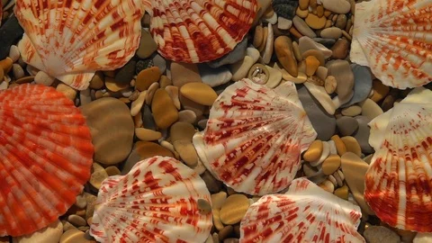 Slow motion of waves on shallow water with round pebbles and colorful sea shells Stock Footage 98103866
