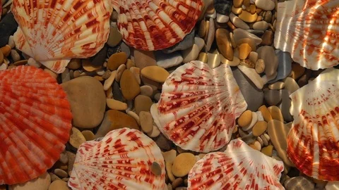 Slow motion of waves from side of frame on shallow water with sea shells Stock Footage 98103833