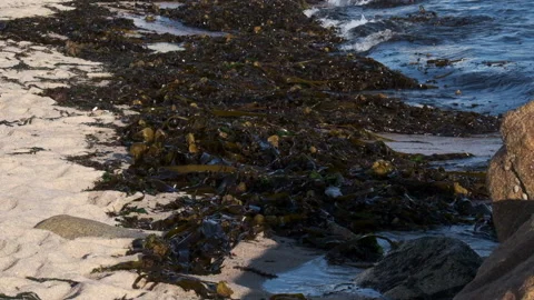Slow motion waves washing over sandy beach covered in seaweed Stock Footage 135202436