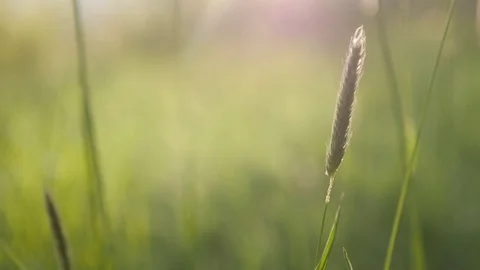 Slow motion waving of dry decorative plants Stock Footage 75828645