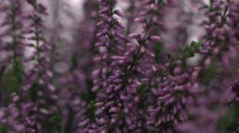 Slow motion waving heather Stock Footage 33801543