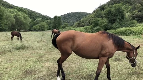Slow motion waving its ponytail Stock Footage 137314622