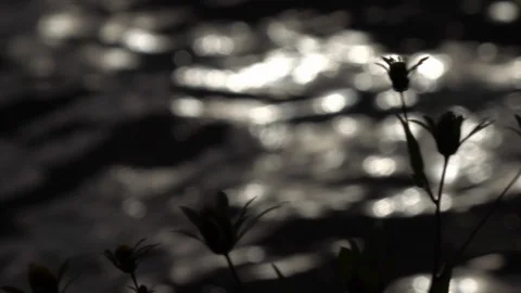 Slow motion of waving red clover on dark water with low sun reflection Stock Footage 119885013