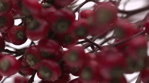 Slow motion waving rosehips Stock Footage 33802044