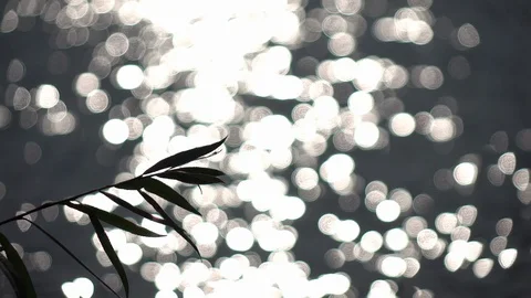 Slow motion of waving willow twig on defocused ripple water with sun reflection. Stock Footage 119876774