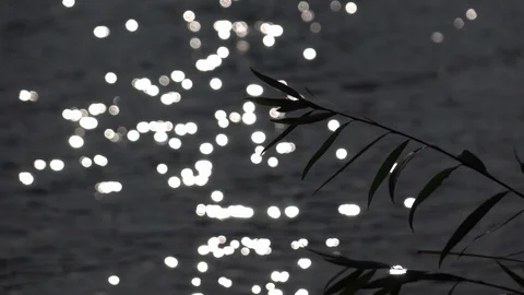 Slow motion of waving willow twig on defocused ripple water with sun reflection Video stock 120994758