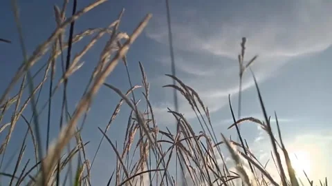 Slow motion weeds Stock Footage 242027001