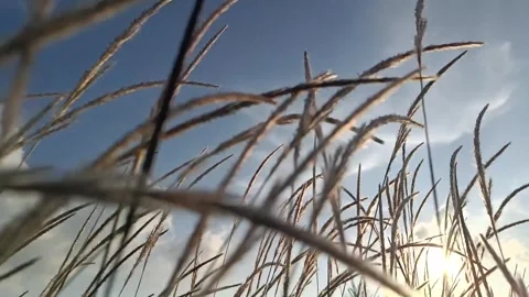 Slow motion weeds Stock Footage 242027003