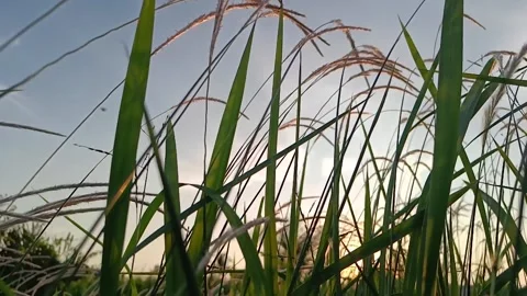 Slow motion weeds Stock Footage 242027004